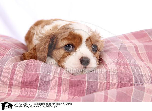 Cavalier King Charles Spaniel Puppy / KL-08773