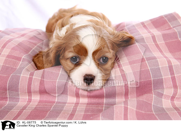 Cavalier King Charles Spaniel Welpe / Cavalier King Charles Spaniel Puppy / KL-08775