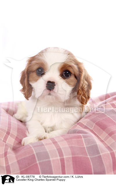 Cavalier King Charles Spaniel Puppy / KL-08778
