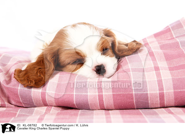 Cavalier King Charles Spaniel Puppy / KL-08782