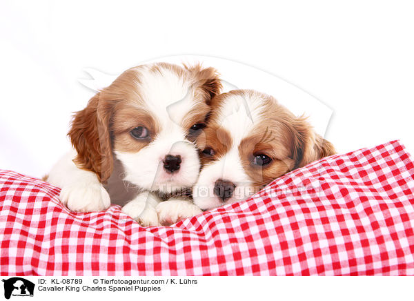 Cavalier King Charles Spaniel Puppies / KL-08789