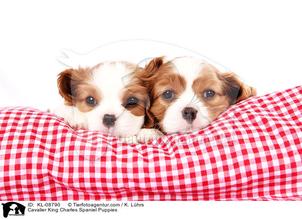 Cavalier King Charles Spaniel Puppies / KL-08790