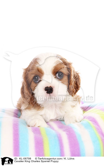 Cavalier King Charles Spaniel Puppy / KL-08798