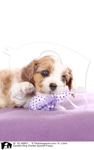 Cavalier King Charles Spaniel Puppy / KL-08801