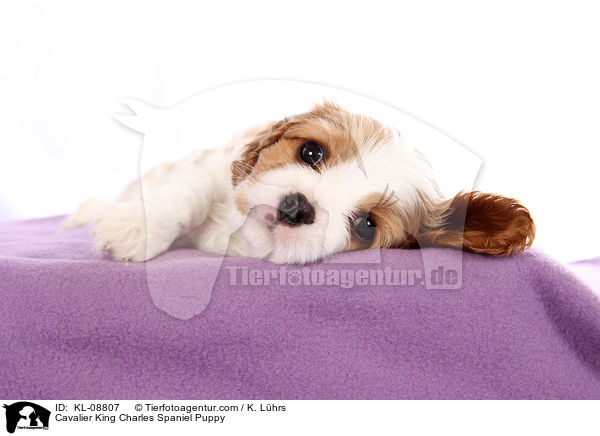 Cavalier King Charles Spaniel Puppy / KL-08807