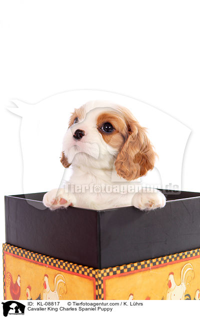 Cavalier King Charles Spaniel Puppy / KL-08817