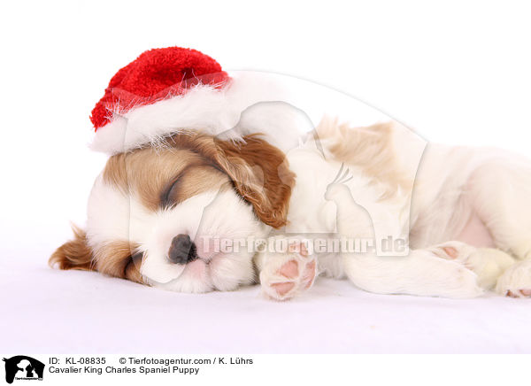 Cavalier King Charles Spaniel Welpe / Cavalier King Charles Spaniel Puppy / KL-08835