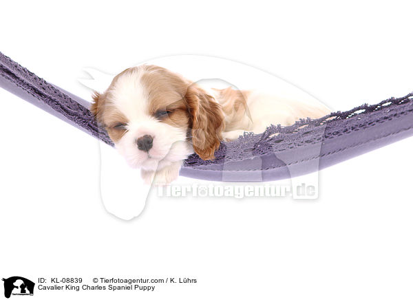 Cavalier King Charles Spaniel Welpe / Cavalier King Charles Spaniel Puppy / KL-08839