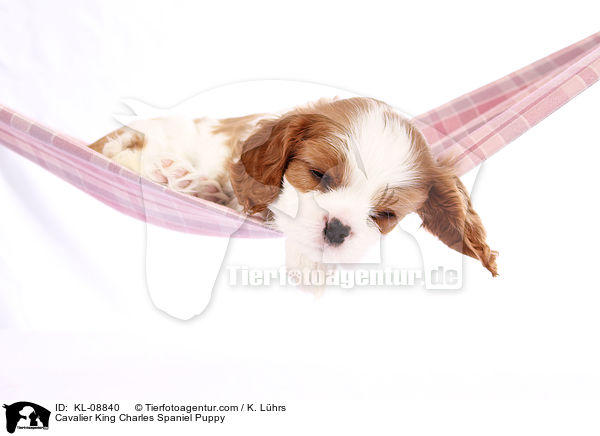 Cavalier King Charles Spaniel Welpe / Cavalier King Charles Spaniel Puppy / KL-08840