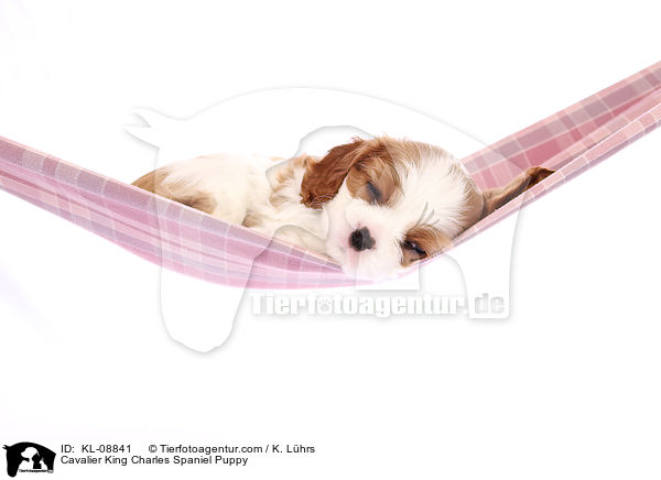 Cavalier King Charles Spaniel Welpe / Cavalier King Charles Spaniel Puppy / KL-08841