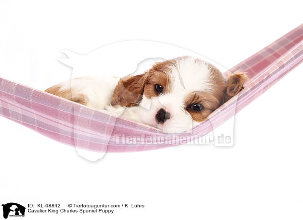 Cavalier King Charles Spaniel Welpe / Cavalier King Charles Spaniel Puppy / KL-08842
