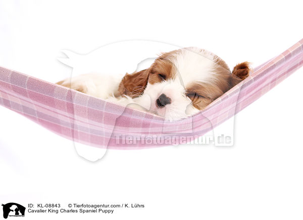 Cavalier King Charles Spaniel Welpe / Cavalier King Charles Spaniel Puppy / KL-08843
