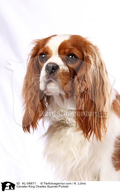 Cavalier King Charles Spaniel Portrait / Cavalier King Charles Spaniel Portrait / KL-08871