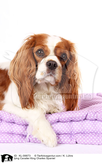 liegender Cavalier King Charles Spaniel / lying Cavalier King Charles Spaniel / KL-08873