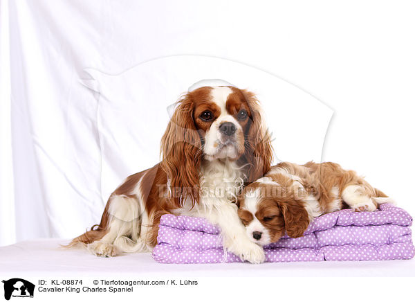 Cavalier King Charles Spaniel / Cavalier King Charles Spaniel / KL-08874