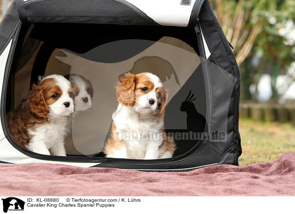 Cavalier King Charles Spaniel Puppies / KL-08880