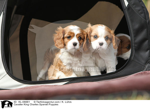 Cavalier King Charles Spaniel Puppies / KL-08881