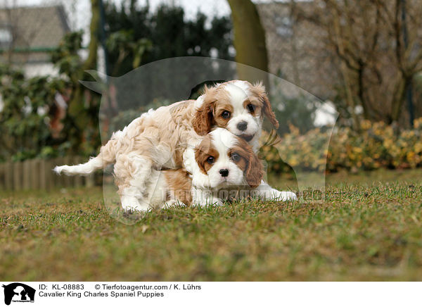 Cavalier King Charles Spaniel Puppies / KL-08883