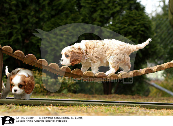 Cavalier King Charles Spaniel Puppies / KL-08884