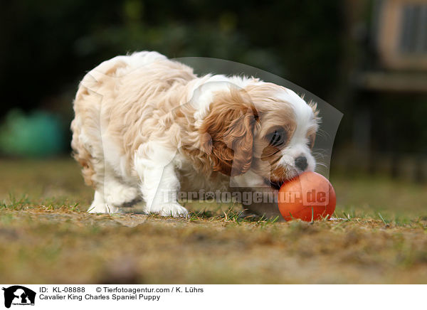 Cavalier King Charles Spaniel Puppy / KL-08888