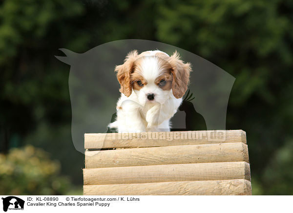 Cavalier King Charles Spaniel Puppy / KL-08890