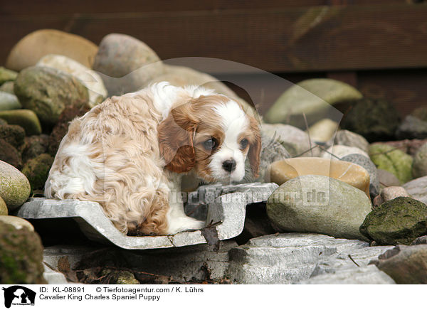 Cavalier King Charles Spaniel Puppy / KL-08891