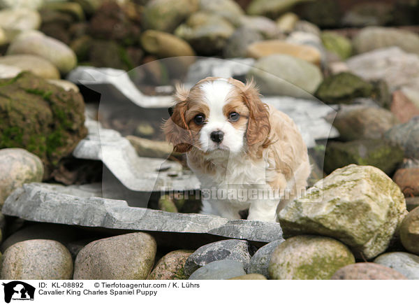Cavalier King Charles Spaniel Puppy / KL-08892