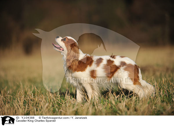 Cavalier King Charles Spaniel / YJ-04388