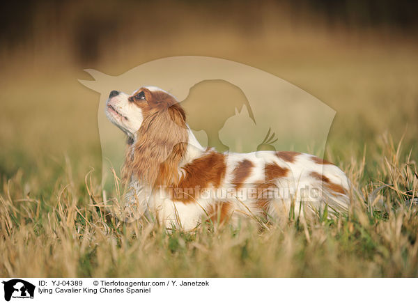 lying Cavalier King Charles Spaniel / YJ-04389