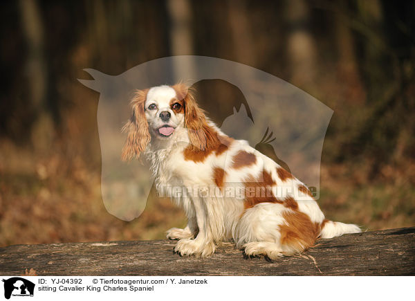 sitting Cavalier King Charles Spaniel / YJ-04392