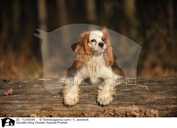 Cavalier King Charles Spaniel Portrait / YJ-04394