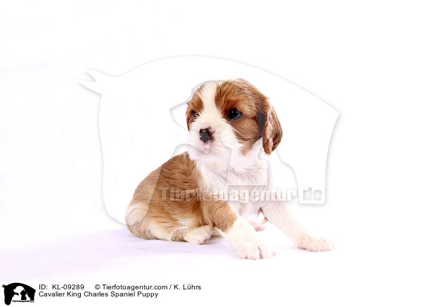 Cavalier King Charles Spaniel Puppy / KL-09289