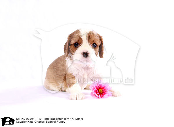 Cavalier King Charles Spaniel Puppy / KL-09291
