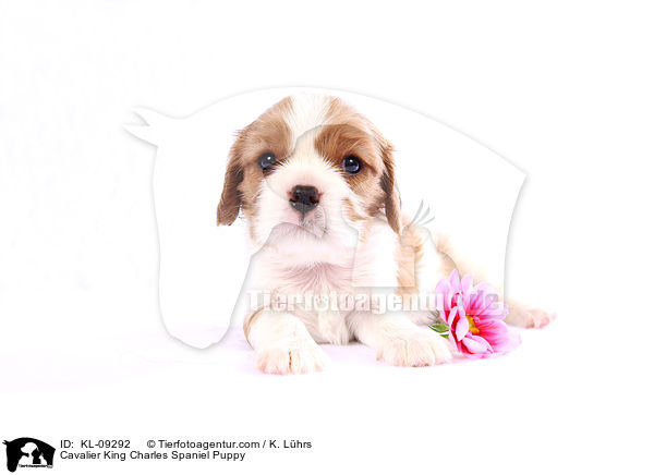 Cavalier King Charles Spaniel Puppy / KL-09292