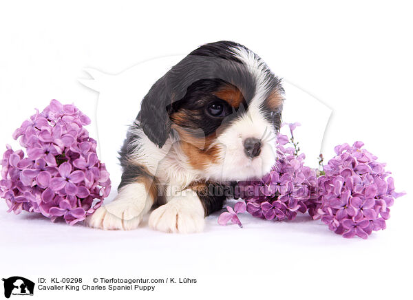 Cavalier King Charles Spaniel Puppy / KL-09298