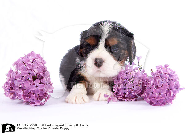 Cavalier King Charles Spaniel Puppy / KL-09299