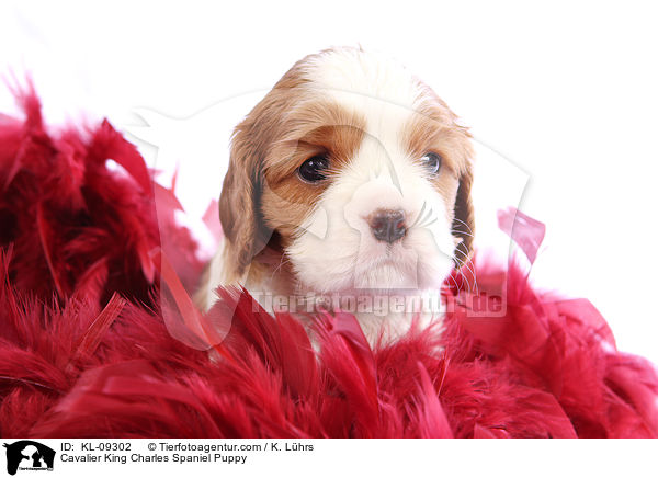 Cavalier King Charles Spaniel Puppy / KL-09302