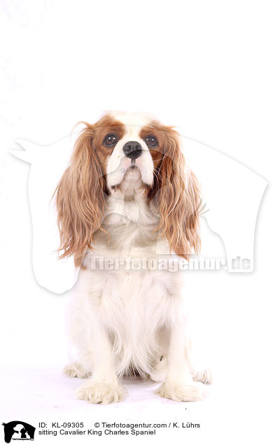 sitzender Cavalier King Charles Spaniel / sitting Cavalier King Charles Spaniel / KL-09305