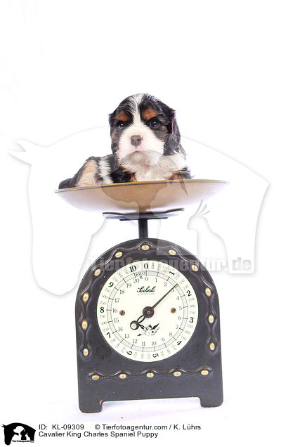 Cavalier King Charles Spaniel Puppy / KL-09309