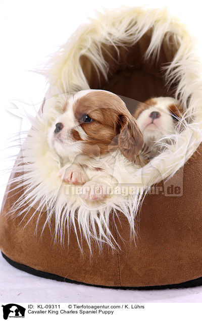Cavalier King Charles Spaniel Puppy / KL-09311