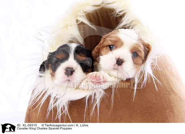 Cavalier King Charles Spaniel Puppies / KL-09315