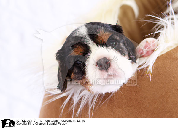 Cavalier King Charles Spaniel Puppy / KL-09316