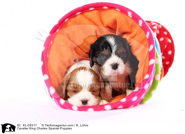 Cavalier King Charles Spaniel Puppies / KL-09317