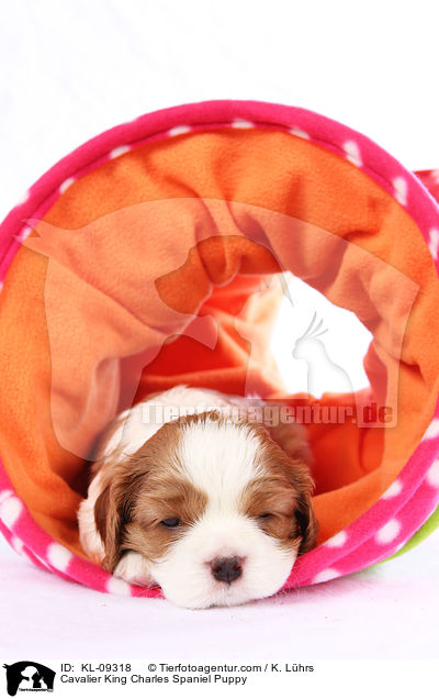 Cavalier King Charles Spaniel Puppy / KL-09318