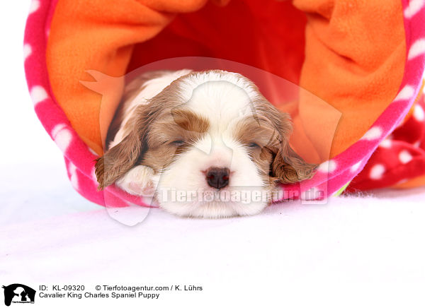 Cavalier King Charles Spaniel Welpe / Cavalier King Charles Spaniel Puppy / KL-09320