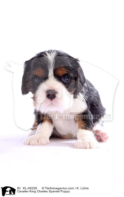 Cavalier King Charles Spaniel Puppy / KL-09326