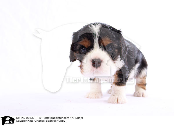 Cavalier King Charles Spaniel Puppy / KL-09327