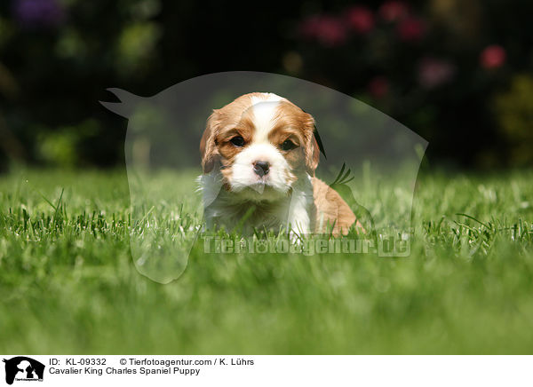 Cavalier King Charles Spaniel Puppy / KL-09332