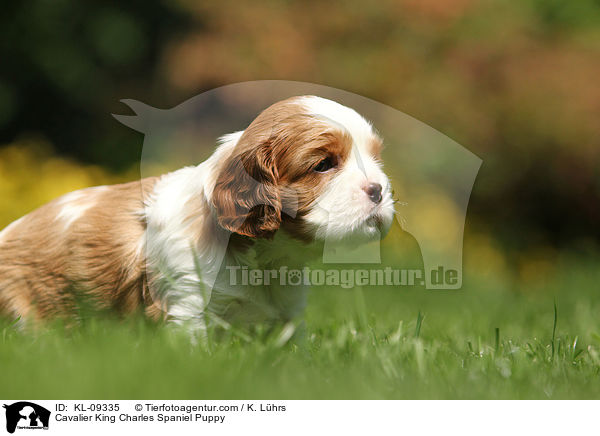Cavalier King Charles Spaniel Puppy / KL-09335