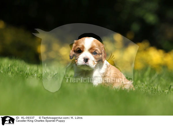 Cavalier King Charles Spaniel Puppy / KL-09337
